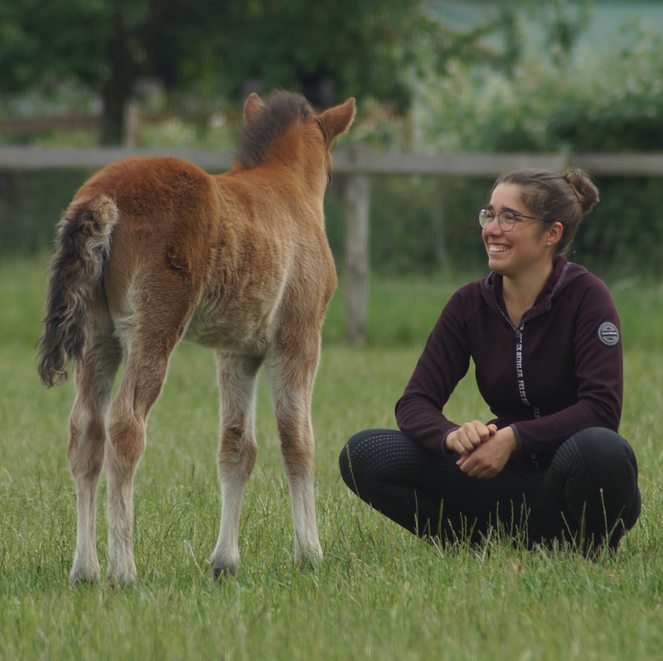 Reitkurs mit Videoanalyse