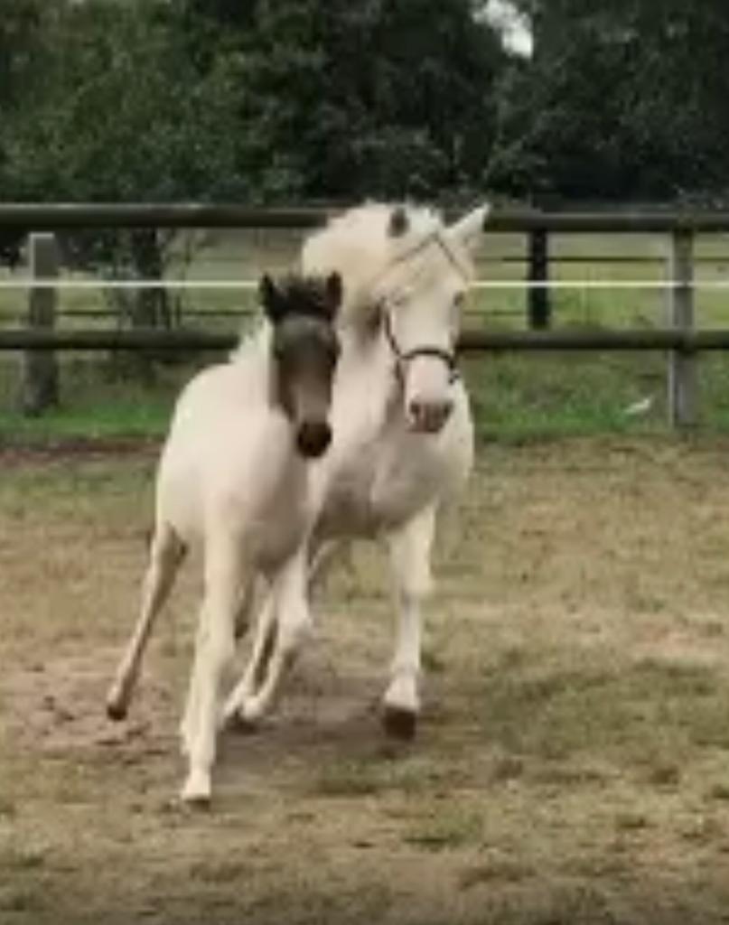 Basisprüfung Fohlen und Jungpferde